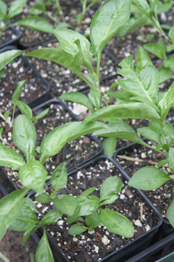 Polygonum tinctorium seedlings